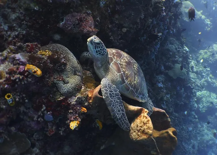 Bunaken Sea Garden Resort